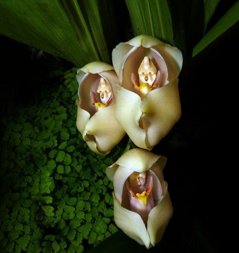 1. Kundaktaki bebekler (Orkide)