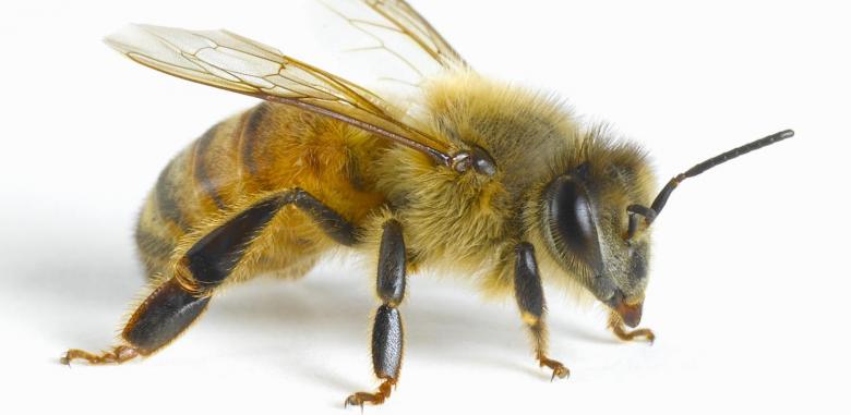 1. Bir arının sokması ne kadar tehlikeli olabilir.