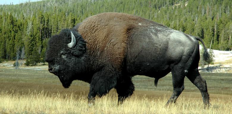 7. Buffalo hem ağır hem kızgın